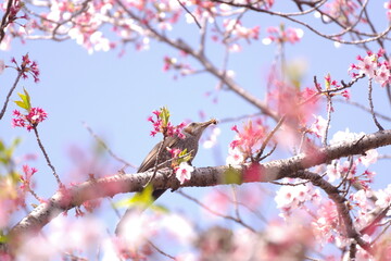 桜の中で食事中の小鳥