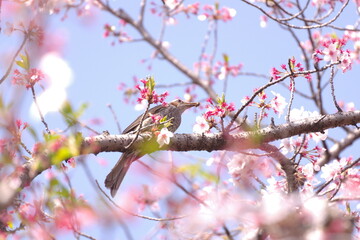 桜の枝にとまる小鳥