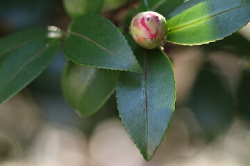 フルスポットまであと少し（山茶花の蕾）