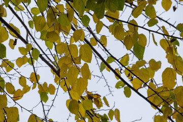 Yellowing leaves on mulberry tree branches in autumn