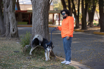 Naklejka na ściany i meble husky dog peeing at the park with it's owner