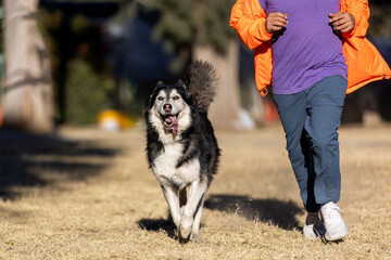 Husky dog running with his owner in a park in Mexico City