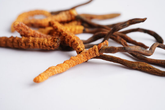 Cordyceps sinensis or Ophiocordyceps sinensis isolated on white background, mushroom herb treatment medicine.