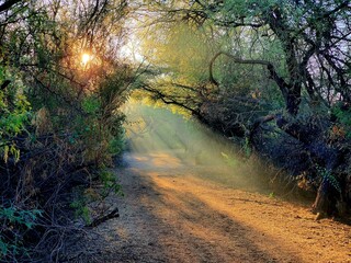 Forest Trail in Early Morning Light 