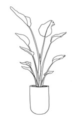 
This is a line drawing of traveler's palm.