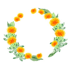 紅花 ベニバナ　フレーム　水彩 イラスト