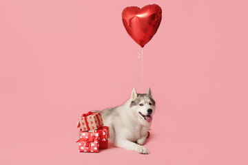 Adorable husky dog with heart shaped balloons and gift boxes on pink background. Valentine's Day celebration