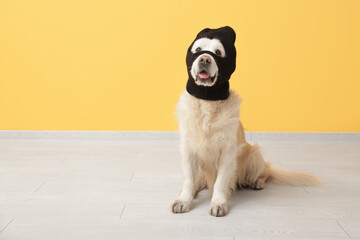 Adorable labrador dog in balaclava near yellow wall