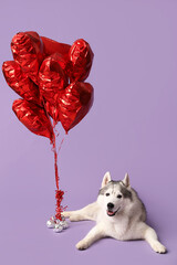 Adorable husky dog with heart shaped balloons on lilac background. Valentine's Day celebration