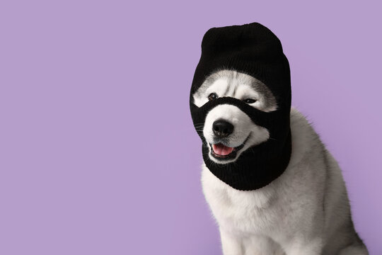 Adorable husky dog in balaclava on lilac background