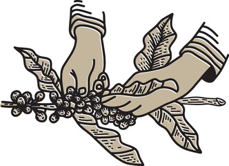 Picking coffee beans in vintage style