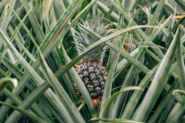 Obraz premium Young green pineaple in the garden