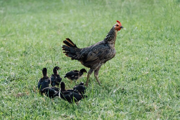 Hen and chicken outdoors eating on a green grass