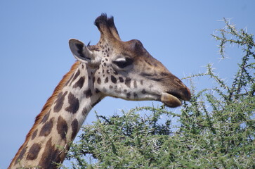 Close-Up of Giraffe Eating Leaves with Sky in Background, Tanzania, Africa