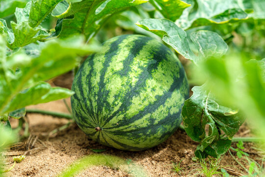 Watermelon plant with leaves on the ground in Thailand farm