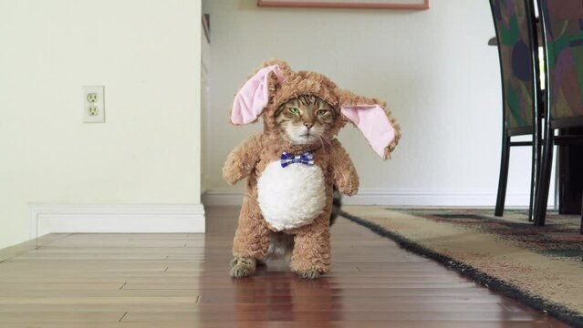 Funny Bengal cat dressed up in a bunny costume