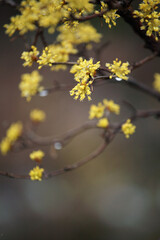 flowers of spring