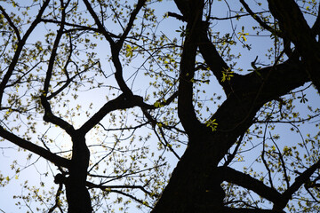 flowers of spring