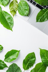 Creative flat lay top view of green leaves with laptop keyboard copy space on white background. Minimal summer concept. Template mock up for your design