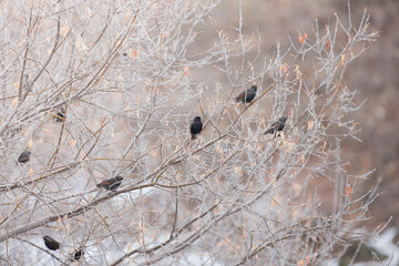Starlings sitting in a tree