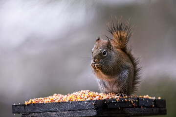 a squirrel eating bird seed