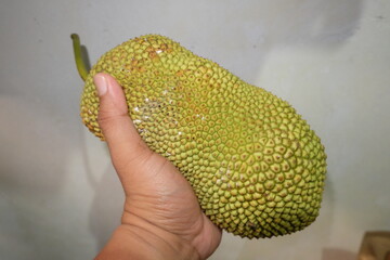someone's hand is holding a cipedak jackfruit