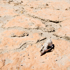 Animal skull on cracked hot ground in desert with blue sky