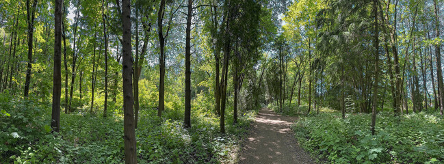 walkway through a summer deciduous forest. panoramic view.