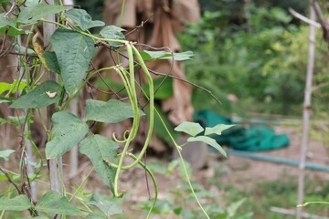 person picking up vegetables