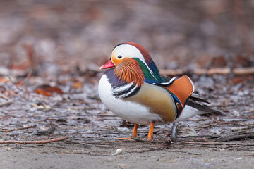 Ducks at the duck park