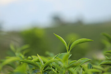 green tea leaves
