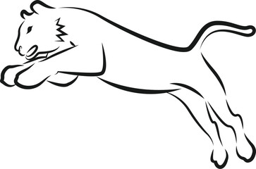 Vector Tiger jump on White Background.