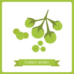 Turkey berry Thailand. free space for text. Wallpaper, vector illustrations. White bacjground. Solanum torvum.