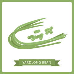 Vector illustration Chinese long bean isolated on white background.