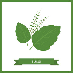 Tulsi vector in flat style. Isolated object. Superfood tulsi medical herb. Vector illustration.