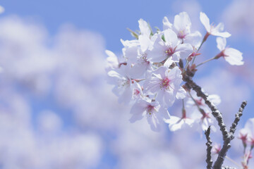晴れた春の日に青空の下で満開に咲く日本の白く美しい桜の花のクローズアップ写真