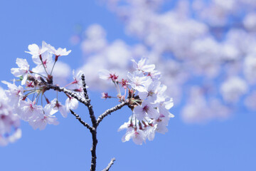 晴れた春の日に青空の下で満開に咲く日本の白く美しい桜の花のクローズアップ写真