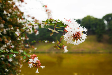 Crape myrtle, Lagerstroemia, Crape flower Indian Lilac bloom in the garden on blur nature background.
