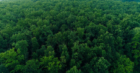 Forest background. Aerial landscape. Nature scenery. Green summer lush trees crowns foliage countryside flyover view drone shot.