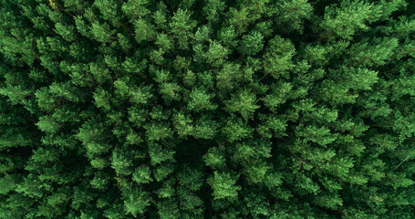 Wild forest background. Woods conservation. Aerial view. Fresh green summer nature park trees foliage soothing countryside landscape from above.