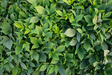 Green Leaves Pattern Texture Background of the Sweet Potato Plant in the Field Countryside of...