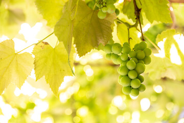 white wine Grapes on a grapevine growing with fresh leaves