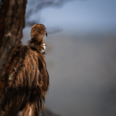 A hooded vulture (Necrosyrtes monachus) waiting for the lions to finish eating.