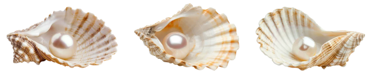 Foto op Canvas Set of pearl oysters isolated on transparent background © PNGSTOCK