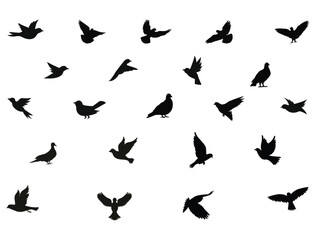 Dove bird silhouette vector art white background - obrazy, fototapety, plakaty