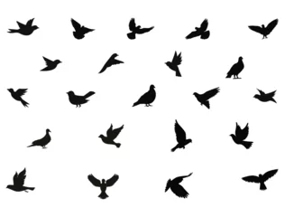 Fotobehang Dove bird silhouette vector art white background © Shabana