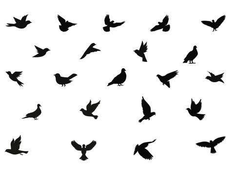 Dove bird silhouette vector art white background