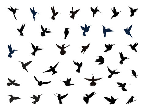 Hummingbird silhouette vector art white background