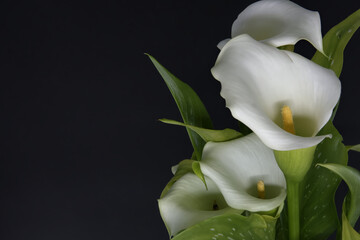Obraz premium White calla lilies flowers on black background