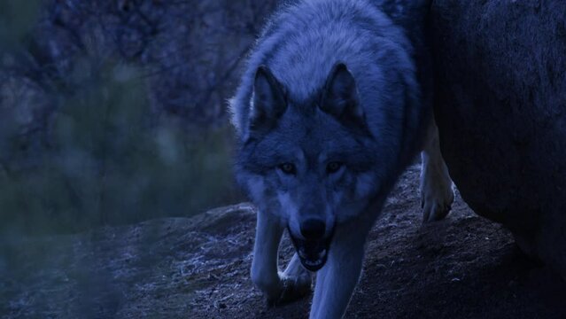 Slow motion night time wolf stalking